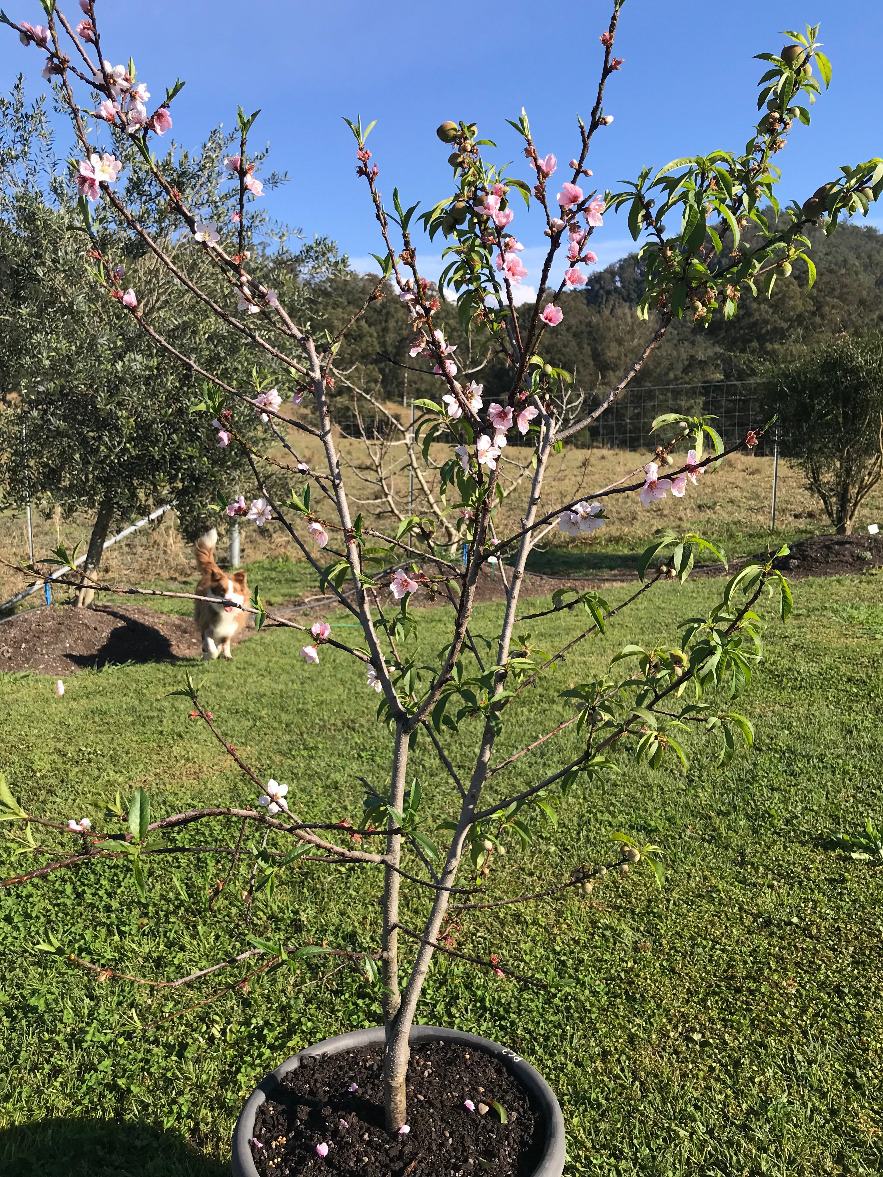 Mature Stonefruit Tree #44: White Peach + Yellow Plum